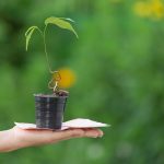 paragraph tree plantation