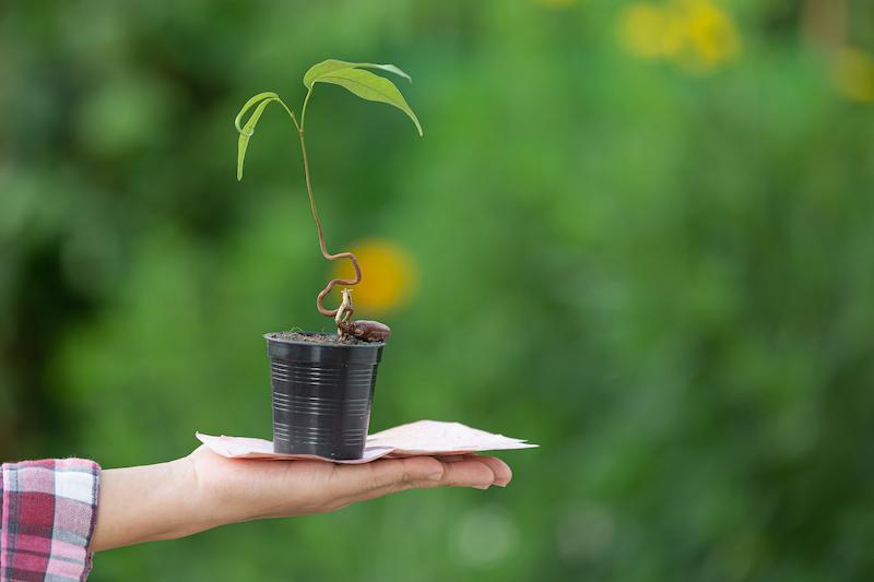 paragraph tree plantation