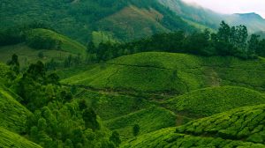 Paragraph Tree Plantation in 150 Words