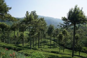 paragraph tree plantation